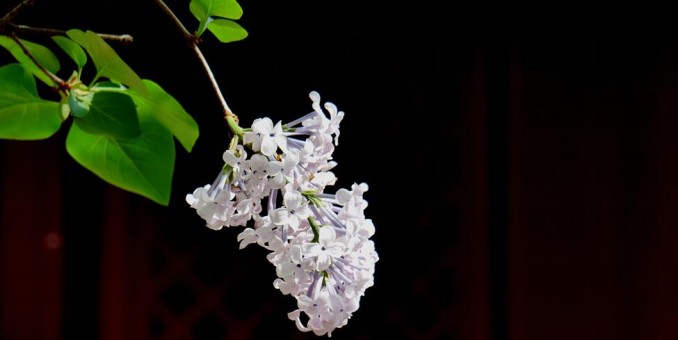 笑琰摄影:法源寺丁香白紫海棠新